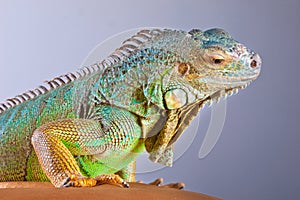 Iguana on blue