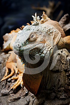 Iguana on branch