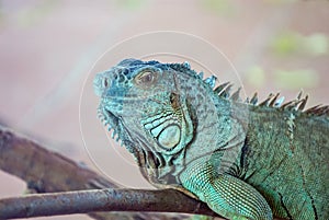 Iguana on a branch