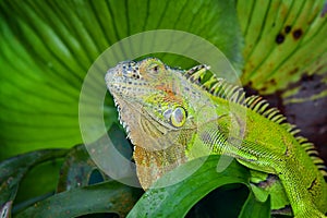 Iguana on branch in tropical garden