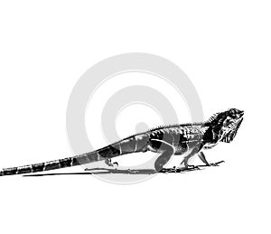 Iguana bw photo