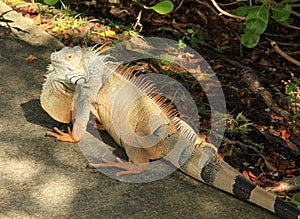 Iguana in Cancun Mexico