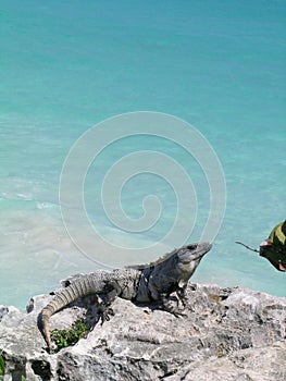 Iguana caribbean