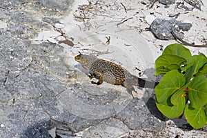 Iguana in a Caribbean island