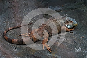 Iguana in cave