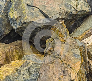 An iguana clambers over the harbour defenses at Marigot in St Martin