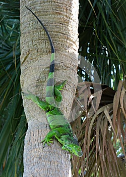 Iguana Climbing on Palm Tree Trunk