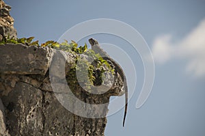 Iguana clinging to Tulum ruins