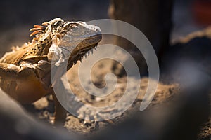 Iguana close up shot portrait.