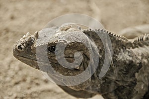 Iguana close up photo
