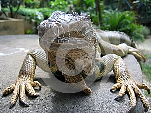 Iguana close up