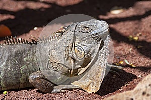 Iguana close up