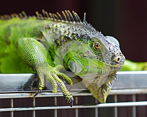 Iguana close-up sitting on a opened cage