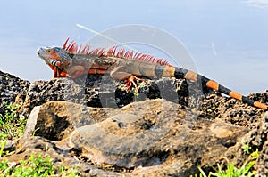 Iguana closeup