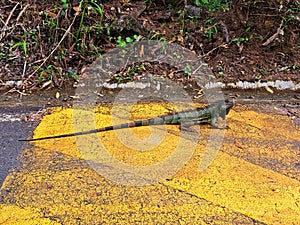 Iguana colombiana nature pereira risaralda photo