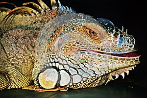 Iguana color portrait at dark background