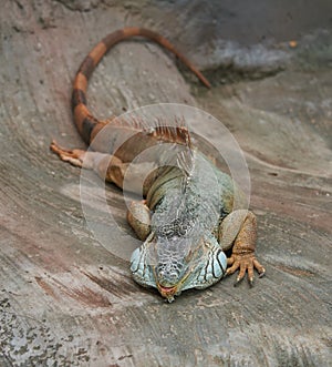 Iguana