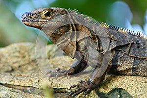 Iguana (Costa Rica)