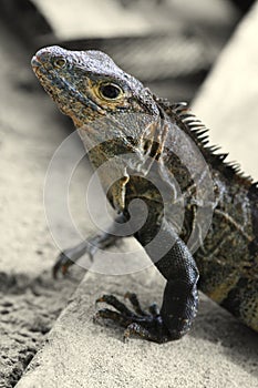 Iguana (Costa Rica)