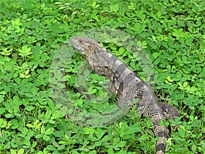 Iguana