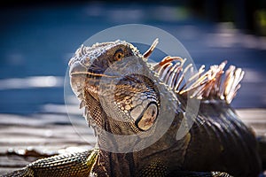 Iguana