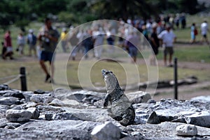 Iguana, counting visitors photo