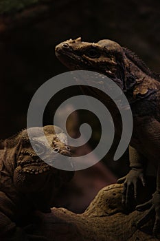 Iguana couple portrait skin changing