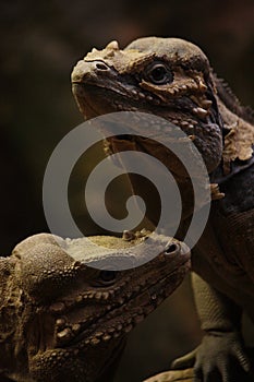 Iguana couple portrait skin changing