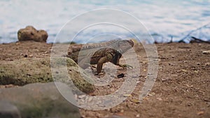 Iguana crawls on the ground near the seashore, a huge iguana in tropical countries, an animal in the wild