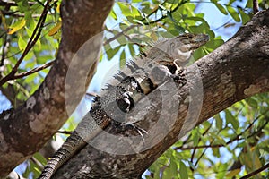 Iguana - Ctenosaura similis