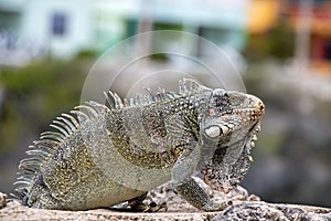 Iguana on Curacao animal in the wild