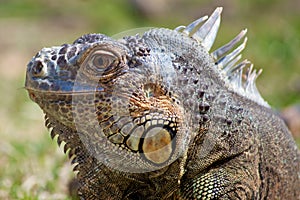 Iguana Delicatissima