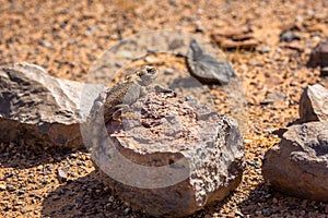 Iguana in the desert Hamada near Sahara