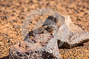 Iguana in the desert Hamada near Sahara