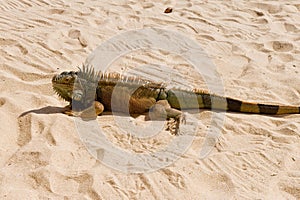 Iguana on desert sand