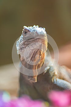 Iguana domestica portrait with flowers in front of it, adorable reptile shot