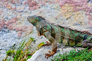 Iguana dragon. Green iguana, also known as the American iguana, herbivorous species of lizard of the genus Iguana.