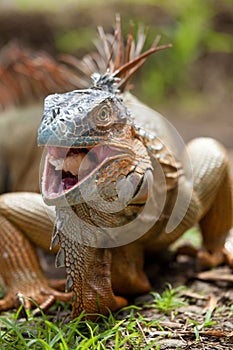 Iguana eating