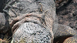 Iguana eats cactus close-up on rocky coast of Galapagos Islands.