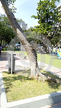 Iguana en arbol parque surisalcedo Barranquilla Colombia