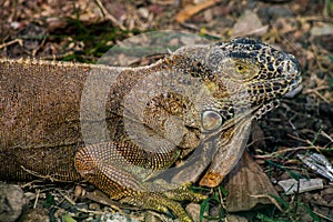 Iguana photo