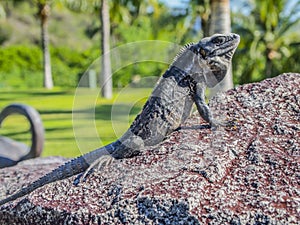 Iguana enjoying the sun on a stone with green vegetation background