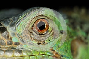 Iguana eye