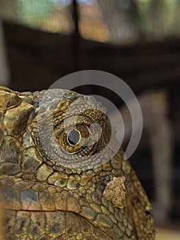 Iguana eye HD image
