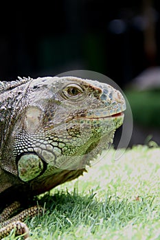 Iguana eye skin brown