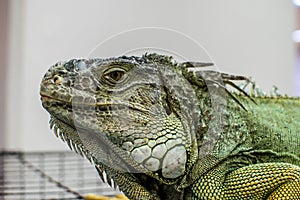 Iguana face