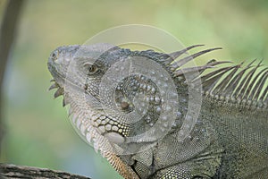 iguana face