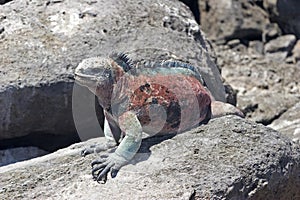 Iguana on Floriana island