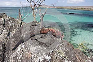 Iguana on Floriana island photo
