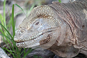 Iguana in the Galapagos